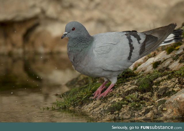 Hill pigeon/ eastern rock dove/ Turkestan hill dove (Columba rupestris) - PigeonSubstance
