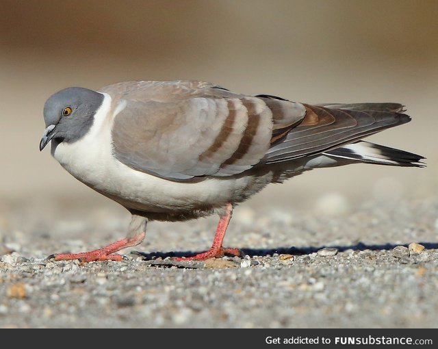 Snow pigeon (Columba leuconota) - PigeonSubstance