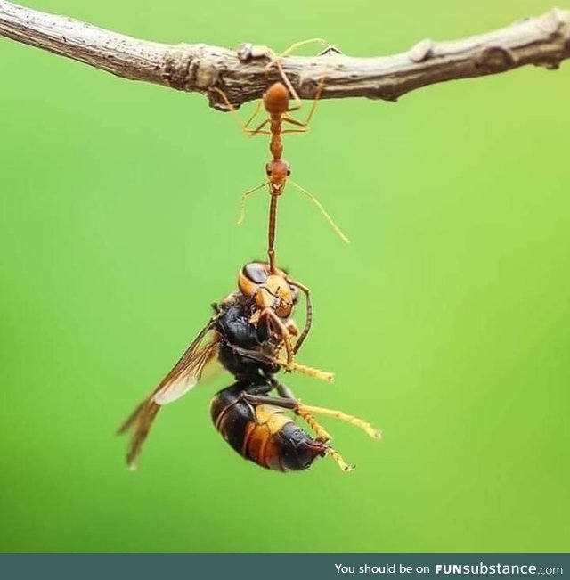 An ant lifting 100 times her weight