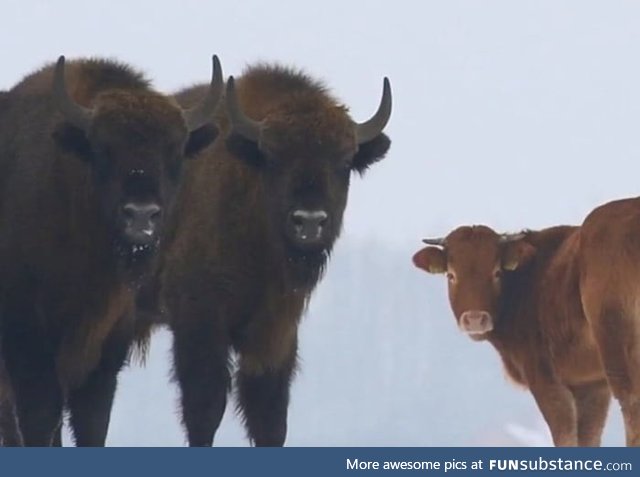 One of my favourite - cow ran away from farm and joined bison herd