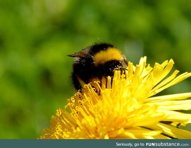 A little something for the (bumble)bee lovers here