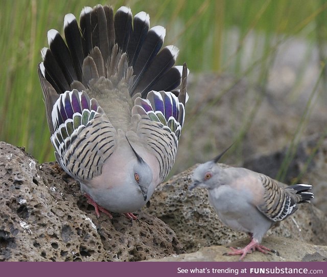 Crested pigeon (Ocyphaps lophotes) - PigeonSubstance