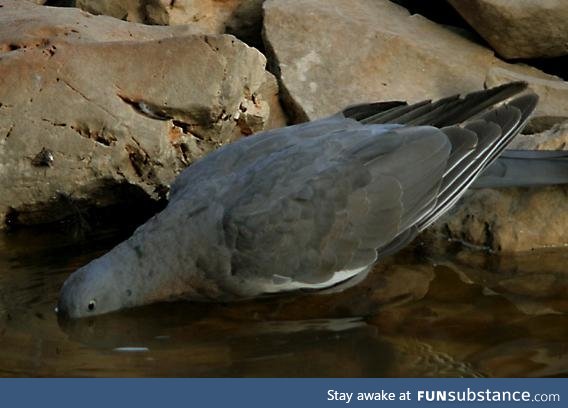 Pigeon drinking