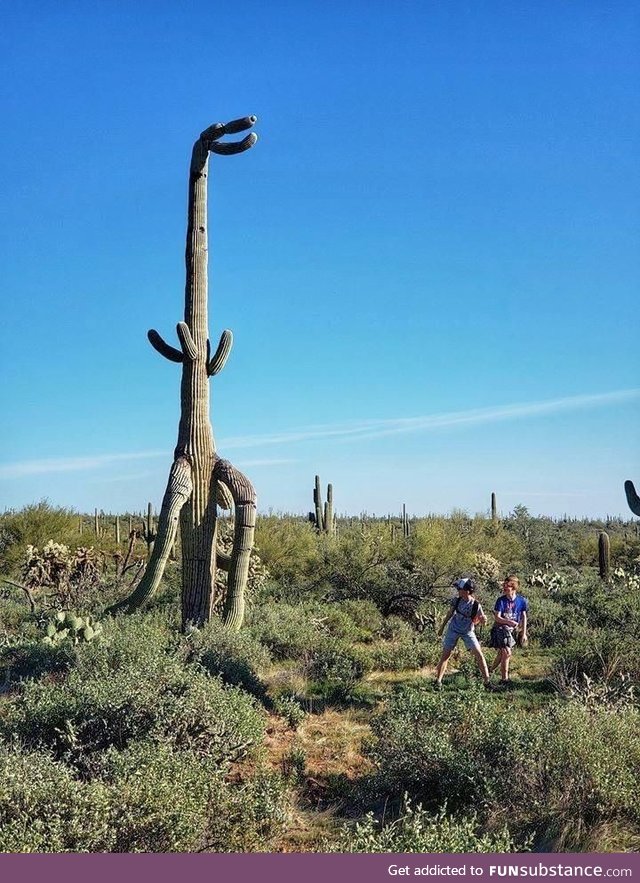 I’ve always wondered what a T-Rex cactus would look like