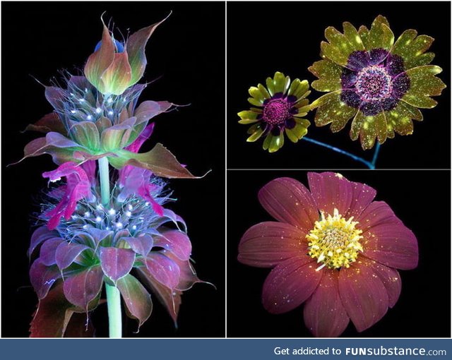 Humans are blind to ultraviolet light. But bugs can see it. Ever wondered what a flower