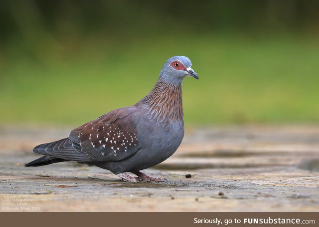 Speckled pigeon (Columba guinea) - PigeonSubstance