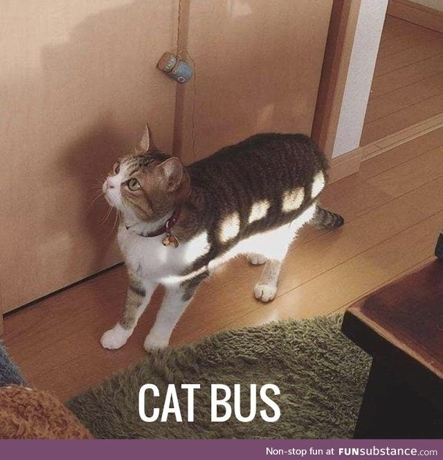 Cat bus