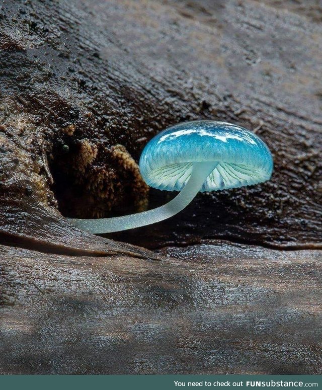 Wonderful nature mushroom mycena blue