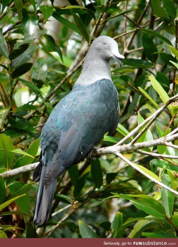 Marquesan imperial pigeon (Ducula galeata) - PigeonSubstance