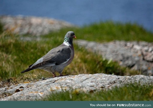 Common wood pigeon (Columba palumbus) - PigeonSubstance