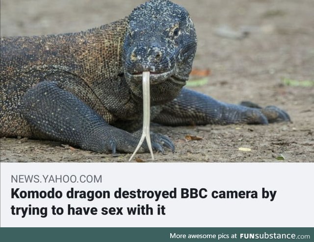 Roses are red, Australia is lit