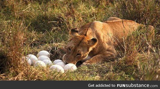 A lion protecting her unborn egg