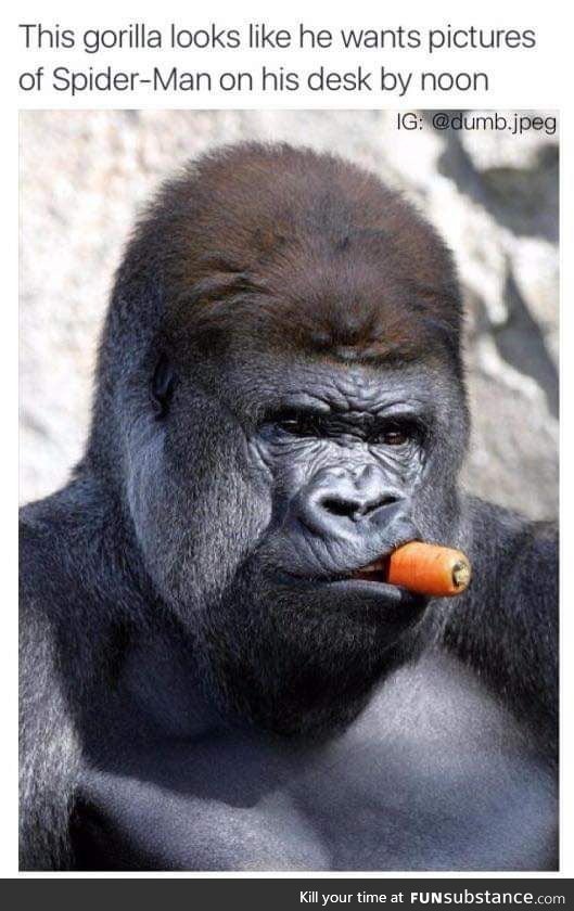 This gorilla