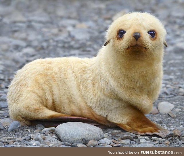About one in 1000 fur seals are born pale blonde