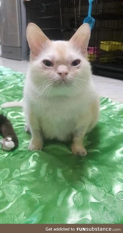 You have stumble upon Asian cat of luck may your day be bless with wisdom