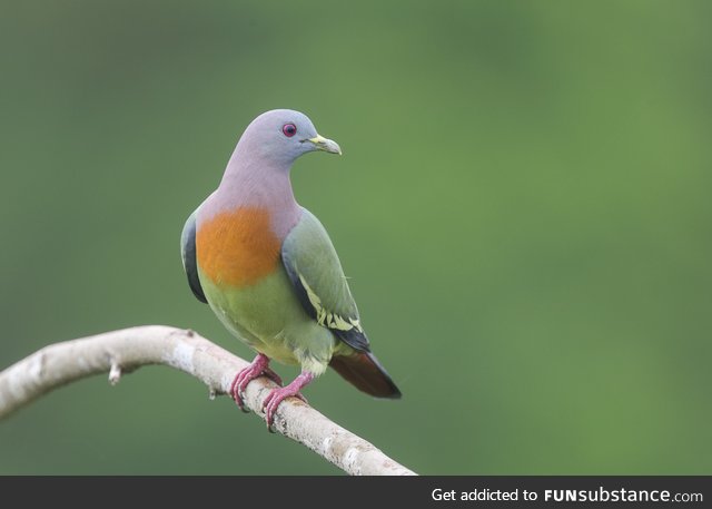 Pink-necked green pigeon (Treron vernans) - PigeonSubstance