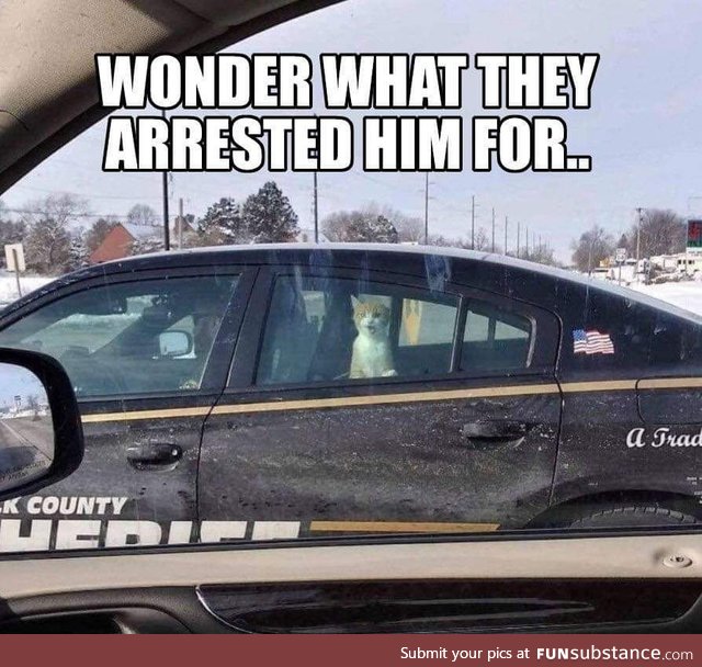 Cat arrest