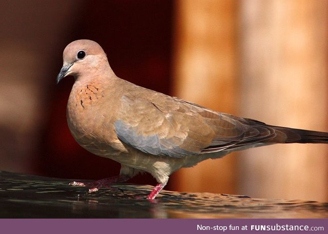 Laughing dove (Spilopelia senegalensis) - PigeonSubstance