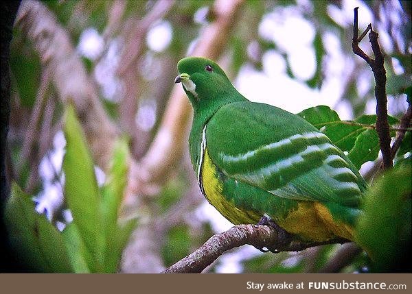 Cloven-feathered dove (Drepanoptila holosericea) - PigeonSubstance