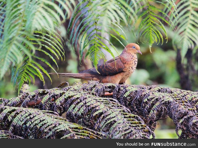 Little cuckoo-dove (Macropygia ruficeps) - PigeonSubstance