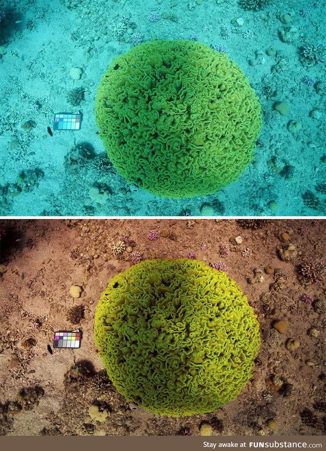 Two scientists created the 'Sea-thru' algorithm that alters underwater photos