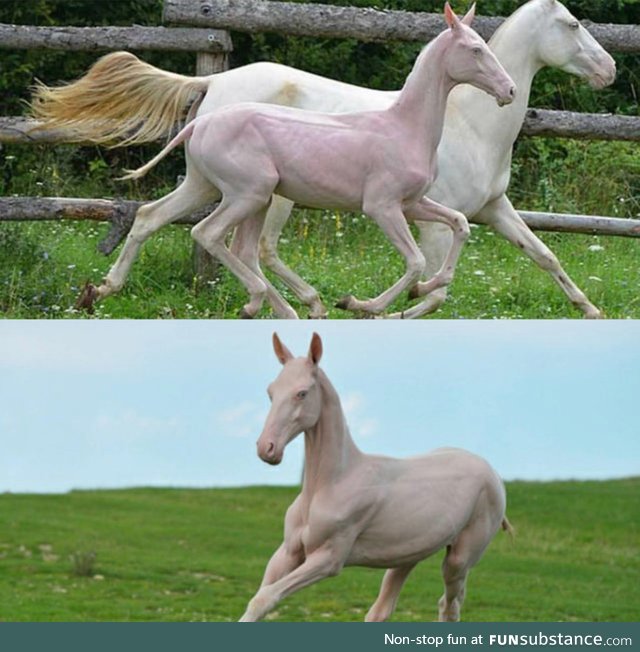 A hairless horse. Burn it with fire, yay or neigh?