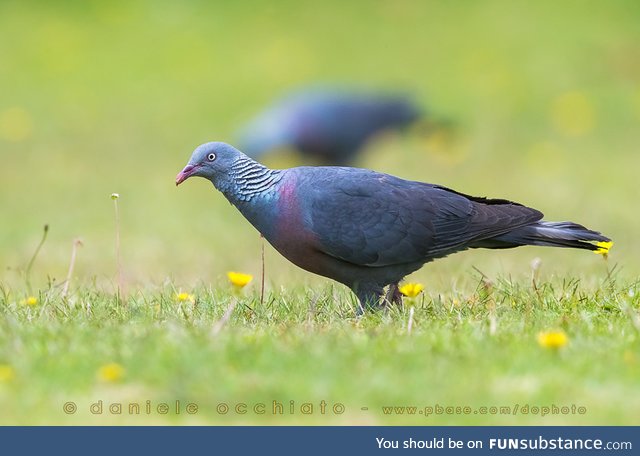 Trocaz pigeon (Columba trocaz) - PigeonSubstance