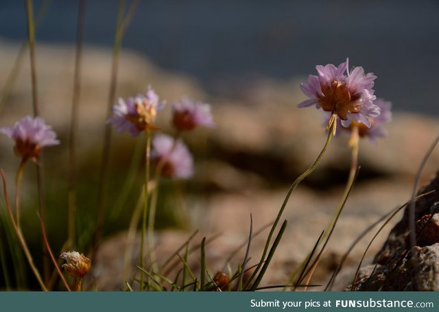 One thing I don' talk a lot about is, I like flowers, these are sea pinks