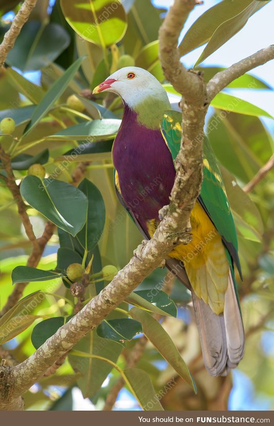 Wompoo fruit dove (Ptilinopus magnificus) - PigeonSubstance