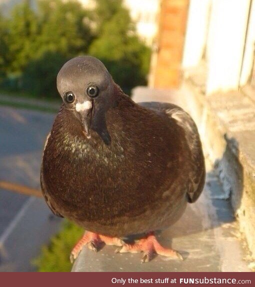 What if pigeons had eyes in the front of their head...