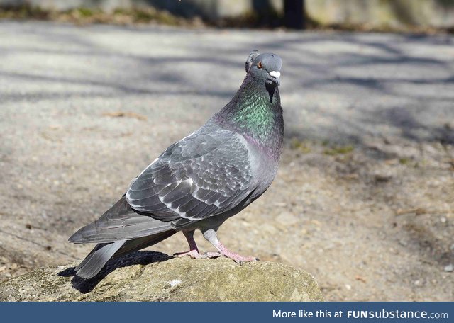 Rock dove (Columba livia) - PigeonSubstance