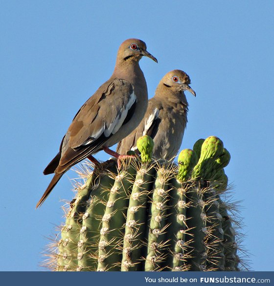 White-winged dove (Zenaida asiatica) - PigeonSubstance