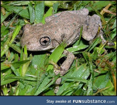 Froggo Fren #96 - Peron's Tree Frog
