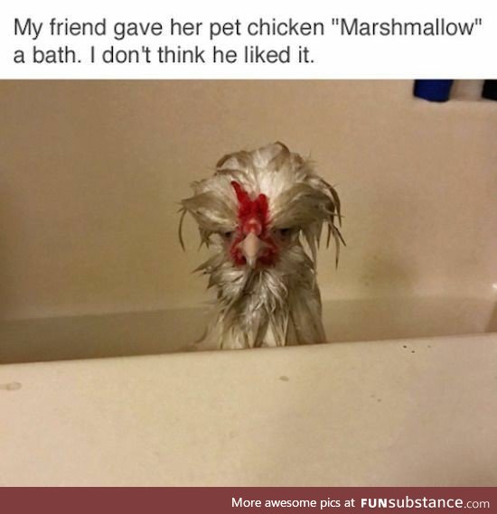 Marshmallow Chicken - just in time for easter