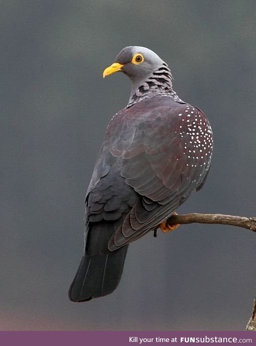 African olive pigeon (Columba arquatrix) - PigeonSubstance