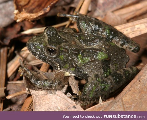 Froggo Fren #97 - Northern Cricket Frog