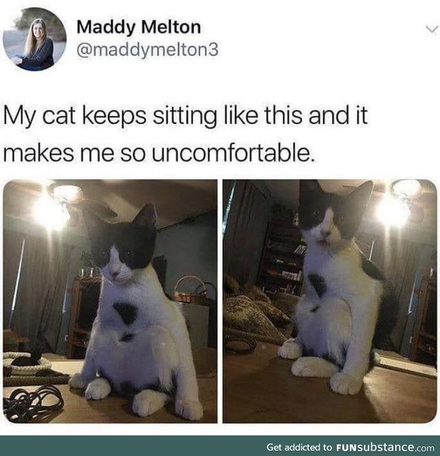 The way this cat sits!
