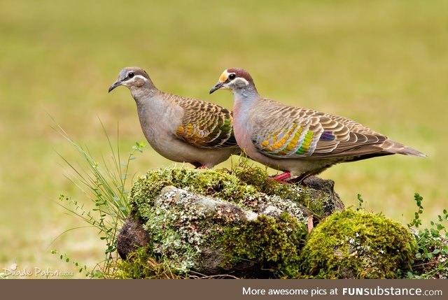 Common bronzewing (Phaps chalcoptera) - PigeonSubstance