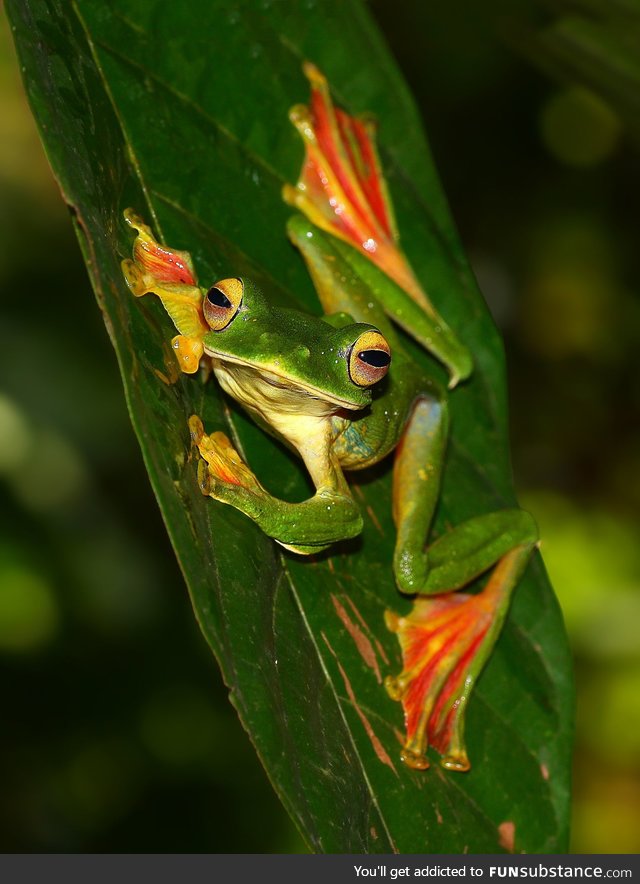 Froggo Fren #98 - Malabar Flying Frog