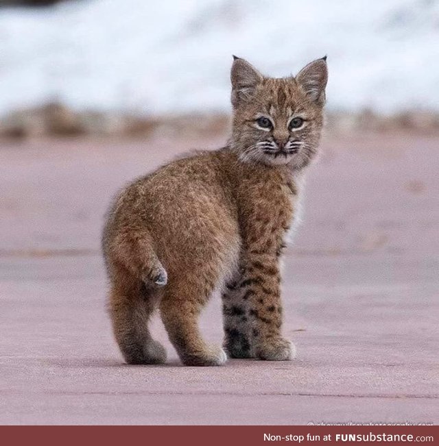 Little bobcat kittens are adorable, turns out