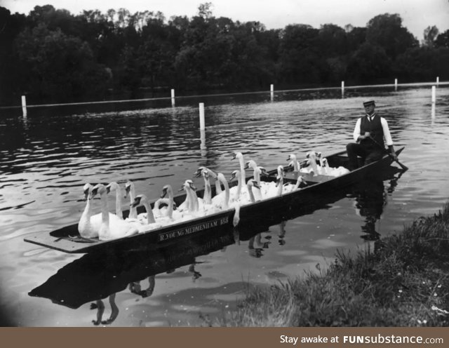 Swans were free in most parks, circa 1950
