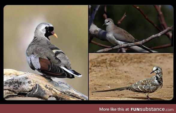 Namaqua dove (Oena capensis) - PigeonSubstance