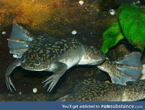 Froggo Fren #99 - African Clawed Frog