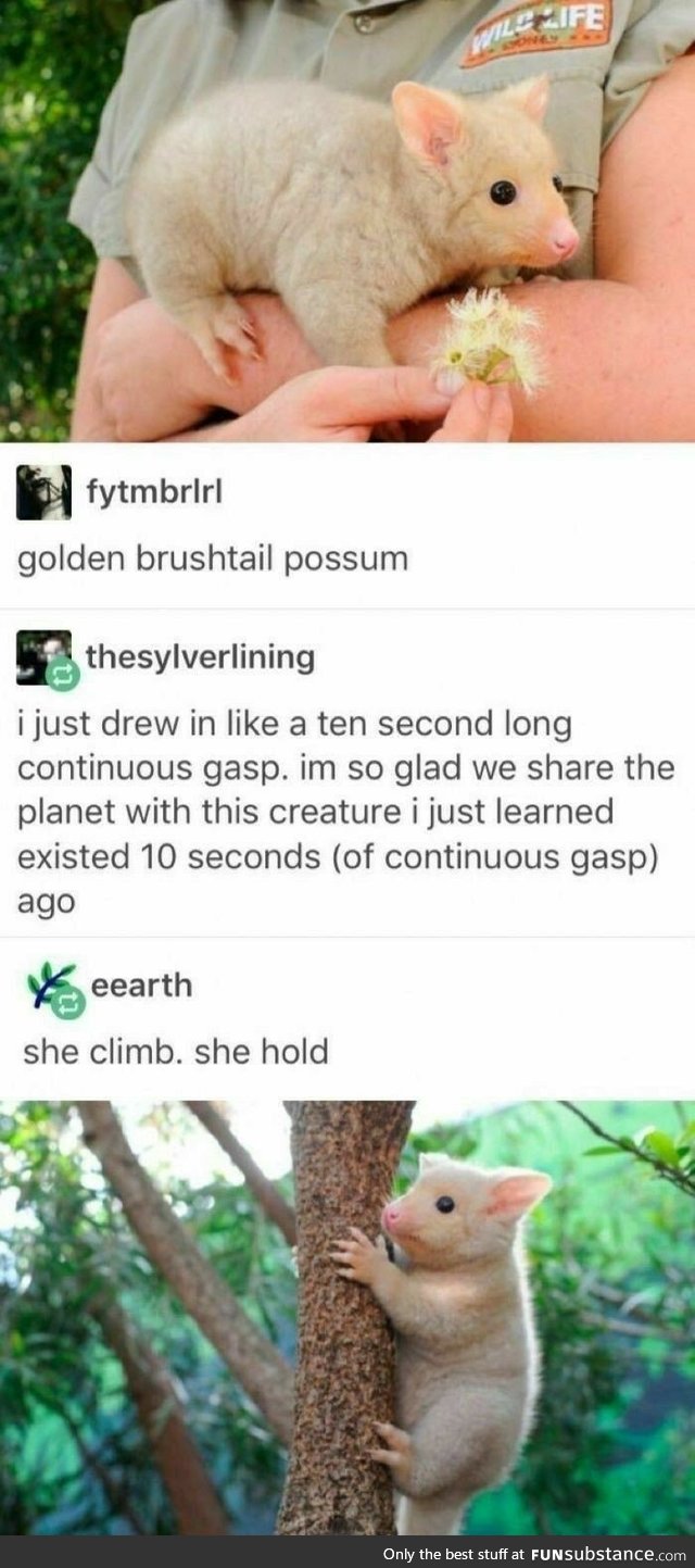 Golden Brushtail Possum