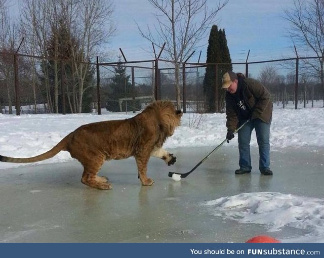 In Canada, even the lions play hockey!
