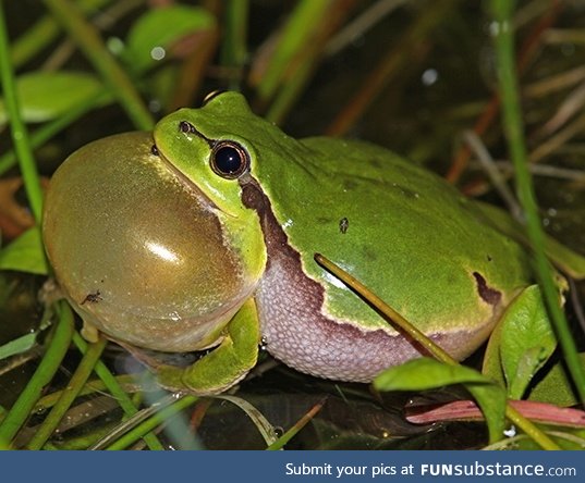 Froggo Fren #100 - European Tree Frog