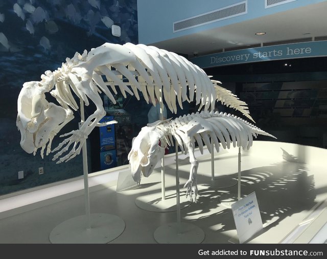 Manatee skeletons have manos