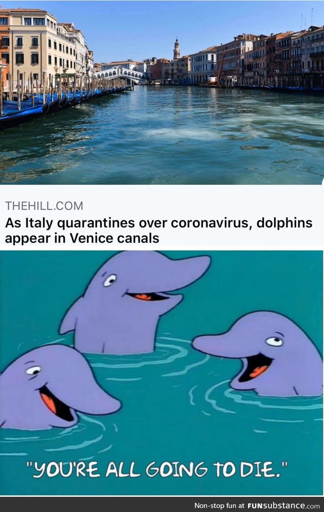 *dolphin laugh*