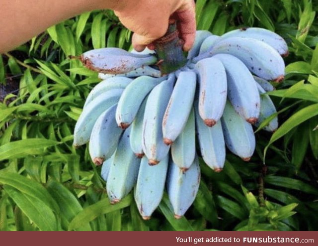 Blue Java Bananas - have an ice-cream like consistency and a flavour similar to vanilla!