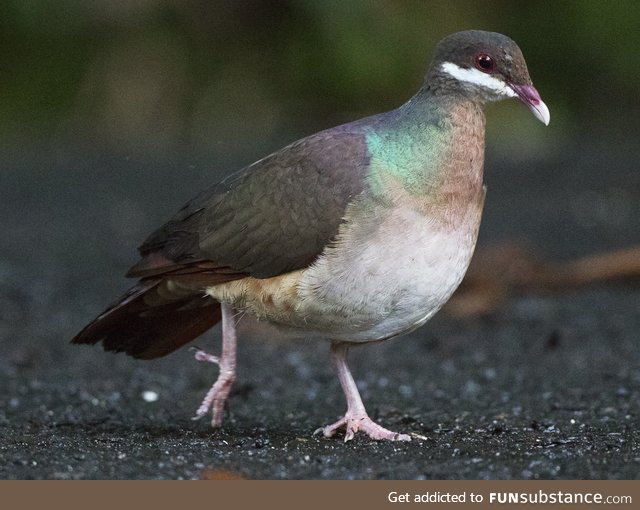 Bridled quail-dove (Geotrygon mystacea) - PigeonSubstance